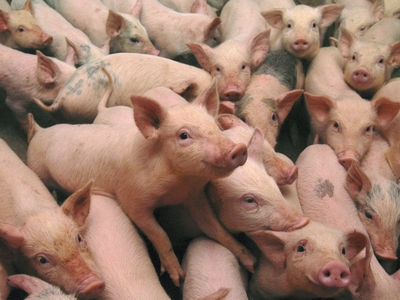 Ministrul Agriculturii: România a interzis importurile de produse animale din Republica Moldova şi Ucraina, din cauza pestei porcine 