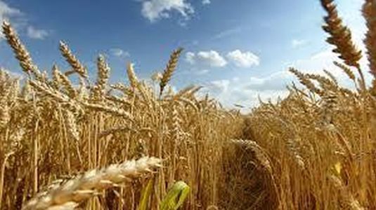 Recolta 2017: Marii fermieri din România se aşteaptă să obţină în acest sezon mai mult grâu decât anul trecut, când producţia a fost una istorică