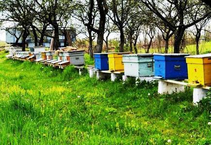 Apicultorii vor primi în acest an 33,4 milioane lei prin Programul naţional apicol