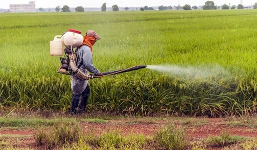 Guvernul impune noi reglementări în utilizarea durabilă a pesticidelor pe teritoriul României 