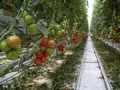 Fermierii ar putea primi un ajutor de minimis de 39,47 milioane euro pentru cultivarea roşiilor în sere 