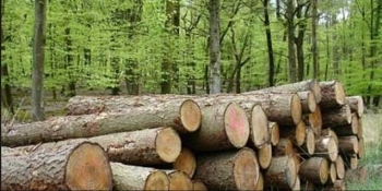 INS: Volumul de lemn exploatat a scăzut cu 0,2% în 2019 faţă de anul 2018, la 17,52 milioane metri cubi, potrivit datelor raportate de companiile atestate în exploatarea forestieră