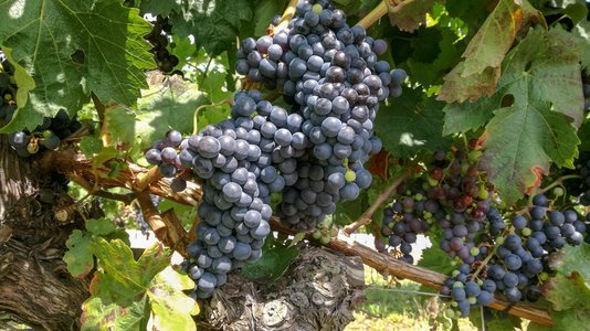 Viticultorii din Ungaria estimează la 2,2-2,5 milioane hectolitri producţia de vin din acest sezon