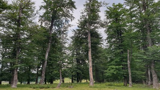 INS: În anul 2021, suprafaţa pădurilor s-a menţinut aproximativ la acelaşi nivel cu cel din anul precedent, la 6.606.618 hectare. Volumul de masă lemnoasă recoltată a crescut cu 1,7%, la 19,99 milioane metri cubi