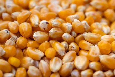 Fermier: S-au tranzitat 9 milioane de tone de cereale prin România şi mare parte au rămas/ E un exces de cereale care a dus la scăderea preţului cu 30%/ Ne paşte falimentul / Preşedintele Asociaţiei Fermierilor:  Provin din seminţe ameliorate genetic
