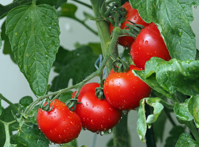 Guvernul a prelungit cu 15 zile perioada de valorificare a tomatelor - DOCUMENT