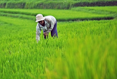 Preţurile orezului au crescut la cel mai ridicat nivel din aproape 12 ani, alimentând temerile de o inflaţie a alimentelor în Asia