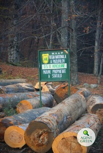 Ministrul Mediului a dat start campaniei de împădurire, printr-o acţiune la Bacău / Romsilva va planta în acest an 26 de milioane de puieţi forestieri şi va regenera peste 12.000 de hectare / Buget de aproape 300 de milioane de lei

