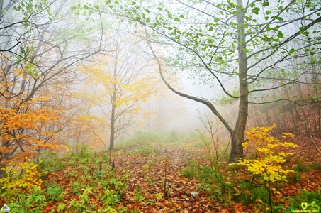 EY: Doar 13% dintre companii publică rapoarte dedicate naturii. Lipsa raportărilor detaliate despre impactul companiilor asupra naturii poate încetini acţiunile globale de protejare a ecosistemelor lumii