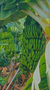 Producător de solarii: Şase din zece tineri cultivă în solarii legume tradiţionale, dar şi plante şi fructe exotice, odată cu schimbarea climatică. O familie investeşte între 5.000 şi 15.000 lei în primul an de agricultură de grădină