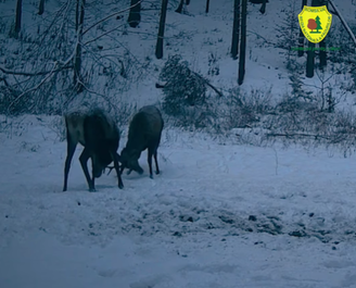 Doi cerbi tineri, filmaţi când îşi încearcă forţa coarnelor într-o pădure administrată de Ocolul Silvic Mălini – VIDEO