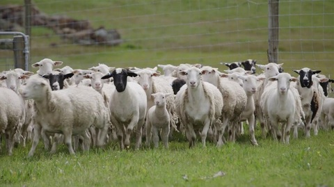 Barna Tanczos, ministrul interimar de la Agricultură: Comisia Europeană a extins interdicţia privind exportul de ovine şi caprine din România către ţările terţe până la 31 decembrie 2026