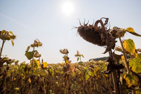 Sprijin de 14,8 milioane de euro din rezerva agricolă a UE pentru fermierii afectaţi de fenomenele climatice extreme, în 2025. Porumbul şi floarea-soarelui, cele mai afectate