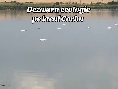 Constanţa: Sute de peşti au murit în lacul Corbu / Autorităţile au prelevat probe de apă, dar şi de peşte pentru analiză / Specialiştii au două posibile cauze ale mortalităţii piscicole: temperaturile ridicate sau o posibilă poluare - VIDEO