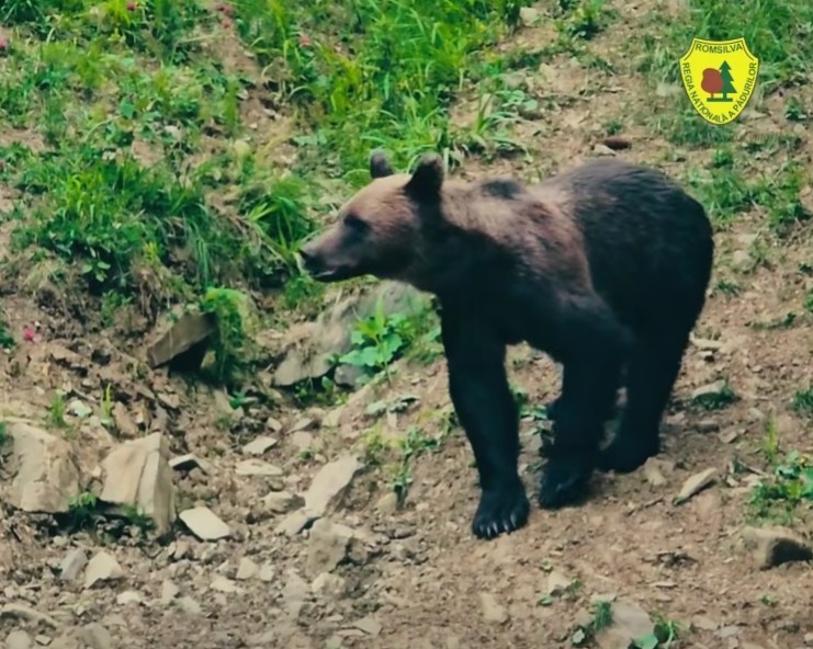 Rară întâlnire între un urs şi un mistreţ, surprinsă în apropierea unei hrănitori amenajate într-o pădure din judeţul Suceava - VIDEO