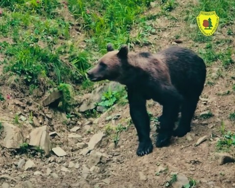 Rară întâlnire între un urs şi un mistreţ, surprinsă în apropierea unei hrănitori amenajate într-o pădure din judeţul Suceava - VIDEO