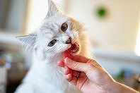 Medicamentele pentru slăbit ar putea ajunge şi la animalele de companie; Primele tratamente pentru pisici sunt deja testate