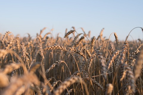 Reuters: Ucraina ia în considerare transportul cerealelor pe calea ferată, prin Moldova, până la Constanţa