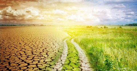 APIA: Situaţiile de forţă majoră care afectează culturile agricole trebuie raportate în scris în termen de 15 zile lucrătoare de la producerea lor, altfel notificarea nu este luată în considerare
