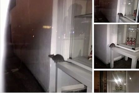 Şobolani într-o cofetărie din Bucureşti. Unitatea a fost închisă de ANPC, care a găsit mai multe nereguli - FOTO