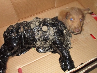 Iaşi: O fundaţie pentru protecţia animalelor face plângere la Poliţie după ce patru câini au fost găsiţi acoperiţi cu smoală