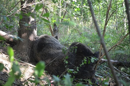 Caraş-Severin: Urs prins într-o capcană, salvat de către jandarmii montani - FOTO
