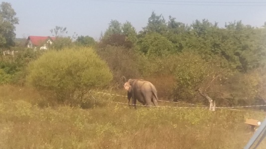 Un elefant a fugit de la un circ din Râmnicu Vâlcea, fiind capturat de pe un deal din oraş şi dus înapoi. VIDEO