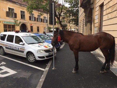 Sibiu: Proprietarul calului lăsat nesupravegheat, care s-a plimbat pe străzile din oraş, identificat de poliţişti şi amendat