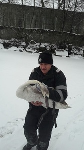 Pui de lebădă rămas blocat în apa îngheţată a barajului Bascov, salvat de pompierii din Piteşti - FOTO