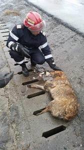 Bistriţa-Năsud: Un câine care a rămas prins între dalele unui canal de scurgere, salvat de pompierii militari - FOTO
