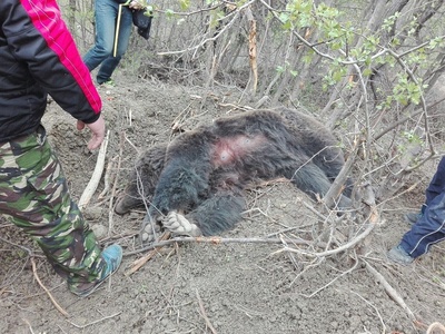 Jandarmii buzoieni, solicitaţi să intervină pentru eliberarea unui urs prins într-un gard. Pentru că nu aveau tranchilizante, a fost chemat un vânător - FOTO