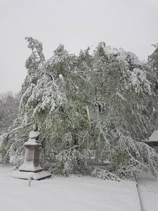 Iaşi: Zeci de copaci s-au prăbuşit din cauza greutăţii zăpezii şi a vântului; printre arborii afectaţi, şi teiul lui Eminescu