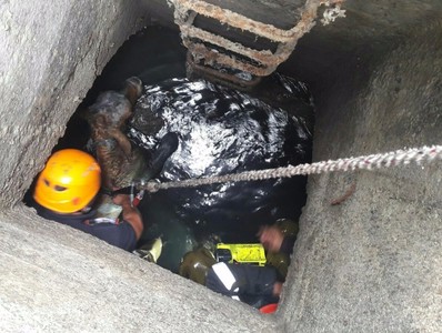 Intervenţie de peste o oră şi jumătate a pompierilor sibieni pentru salvarea unui viţel căzut într-un canal
