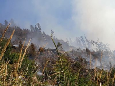 Opt hectare dintr-o plantaţie de conifere din judeţul Bistriţa-Năsăud, cuprinse de flăcări. Peste 30 de pompieri, pădurari şi voluntari intervin pentru stingerea focului
