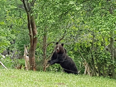 Prahova: Ursoaică blocată într-un gard, salvată de jandarmi după o intervenţie care a durat şapte ore -
 VIDEO