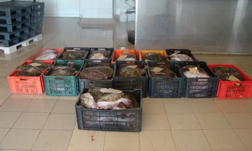 Poliţiştii au confiscat 1,5 tone de peşte pentru care nu existau documente legale