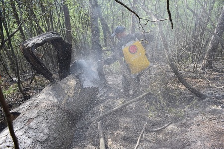 Patru hectare de pădure au ars în Parcul Naţional Domogled. Pompierii intervin pentru a şaptea zi consecutiv