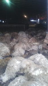 Sălaj: Acoperişul unui saivan s-a prăbuşit peste aproximativ o sută de oi, din cauza greutăţii zăpezii