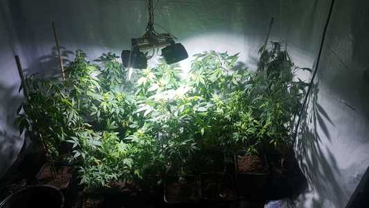Cultură de cannabis, descoperită de poliţişti într-o locuinţă din Olt. VIDEO
