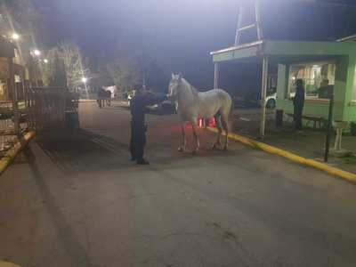 Doi cai lăsaţi liberi s-au plimbat, timp de aproape o oră, pe străzi intens circulate din Buzău; proprietarul, amendat. FOTO, VIDEO