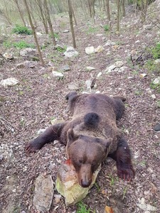 Graţiela Gavrilescu anunţă anchetă la Buzău, după apariţia unor înregistrări în care cadavrul unui urs împuşcat în baza unui aviz este târât, strâns de gât cu sfori şi stropit cu bere