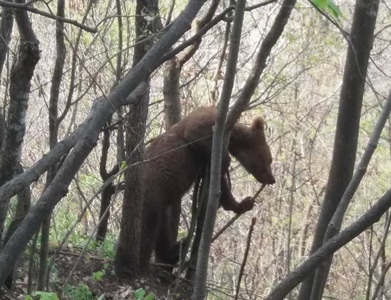 Jandarmii şi vânătorii din Vrancea intervin pentru a elibera un pui de urs prins într-un laţ, în zona comunei Dumitreşti. VIDEO