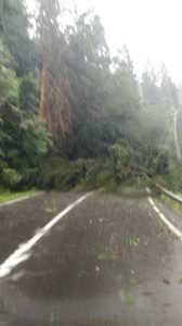 Harghita: Trafic blocat pe DN 13 A, după ce mai mulţi copaci au fost doborâţi de vânt