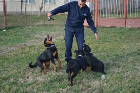 Trei căţeluşe din rasa Rottweiler au început pregătirea la Inspectoratul de Jandarmi Judeţean Arad - FOTO