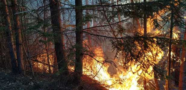 Intervenţie dificilă a pompierilor din Buzău pentru stingerea unui incendiu izbucnit pe dealurile din Breaza, ajungând şi într-o pădure de pini; în zonă a fost trimis şi un elicopter - FOTO