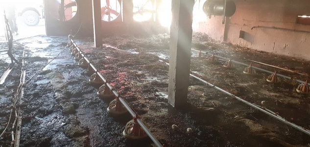 Buzău: Aproximativ 12.000 de pui au murit  intoxicaţi cu fum în urma unui incendiu - FOTO