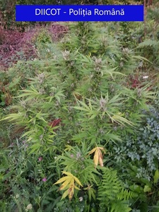 Bistriţa-Năsăud: Plantaţie de cannabis găsită într-un sat - Două persoane au fost reţinute, iar alte două sunt cercetate sub control judiciar. Anchetatorii au descoperit la percheziţii droguri, arme şi cartuşe - FOTO

