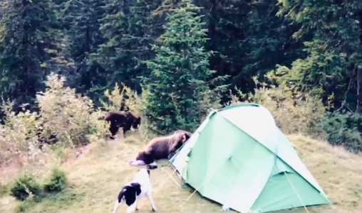 O ursoaică aflată în căutare de hrană a distrus un cort campat în Munţii Bucegi, de unde a luat un rucsac - VIDEO