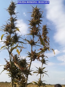 Dâmboviţa: 250 de kilograme de plante susceptibile a fi cannabis, descoperite de poliţişti - VIDEO