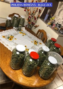 Nouă kilograme de cannabis şi culturi de plante, depistate în urma unor percheziţii, în judeţele Timiş şi Caraş-Severin